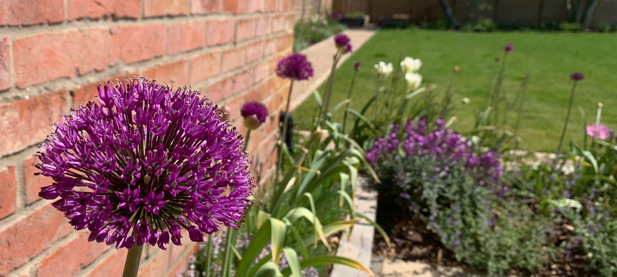 contemporary colour garden